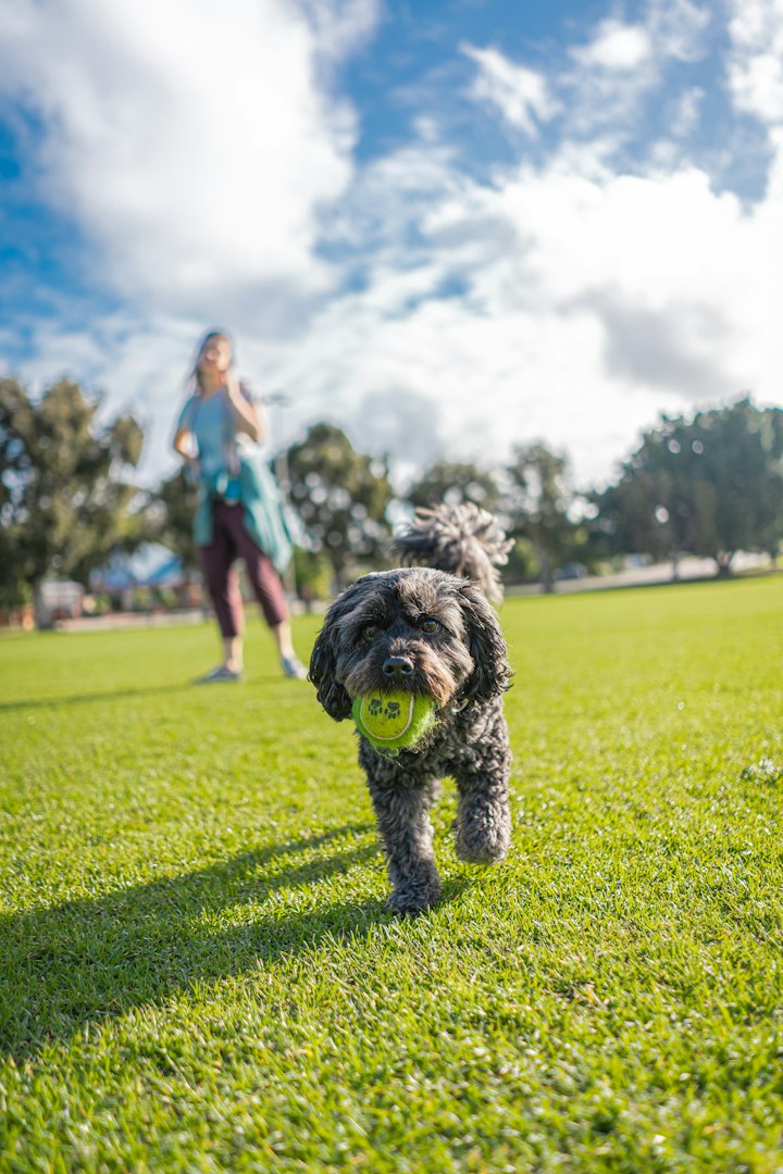 best dog trainer sydney