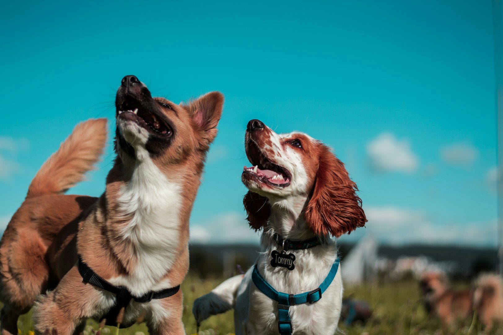 group dog training classes